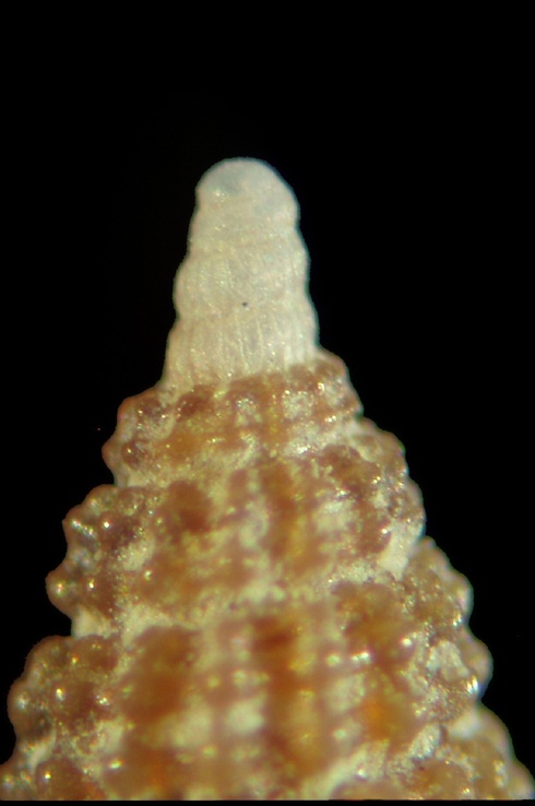 Dizoniopsis micalii